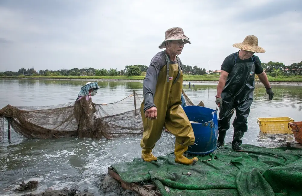 Workers harvesting fish from a Hong Kong pond.